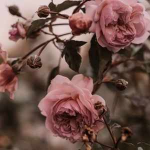 Meet your Posher, Grace